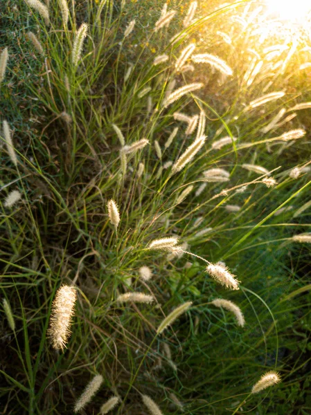 Makro bild av vacker soluppgång över fältet med högt gräs — Stockfoto