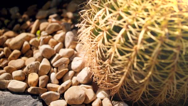 Closeup 4k video of camera focusing from dry dusty rocks to cactus in desert at hot sunny day — Stock video