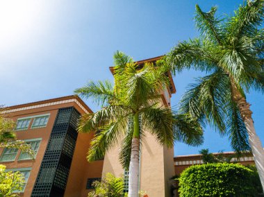 Modern binanın ve açık mavi gökyüzüne karşı palmiye ağaçlarının güzel görüntüsü