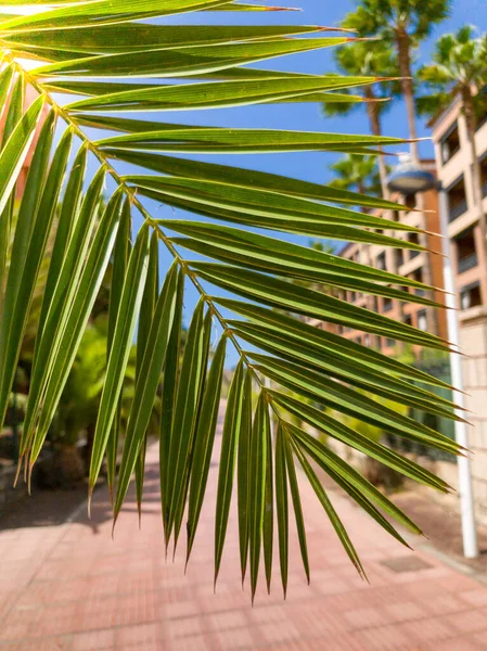 Zbliżenie obraz patrząc na ulicę miasta przez liście palmy — Zdjęcie stockowe