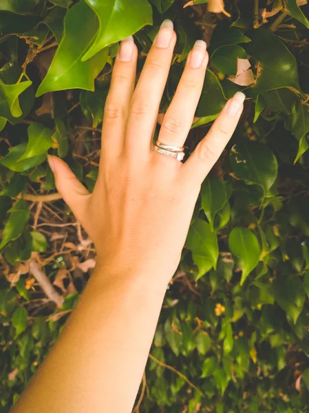 Close-up getinte afbeelding van vrouwelijke hand aanraken boom bladeren — Stockfoto