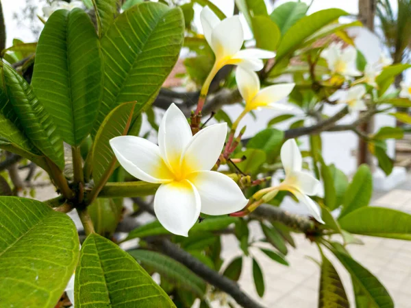 Imagen de cerca de magnolia blanca o plumeria flores que crecen en el árbol — Foto de Stock