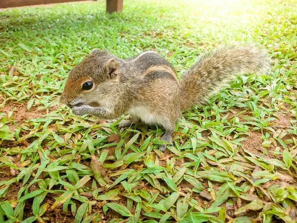 Closeup image of cute tropical palm squirrel eating seeds on the grass — Stock Photo, Image