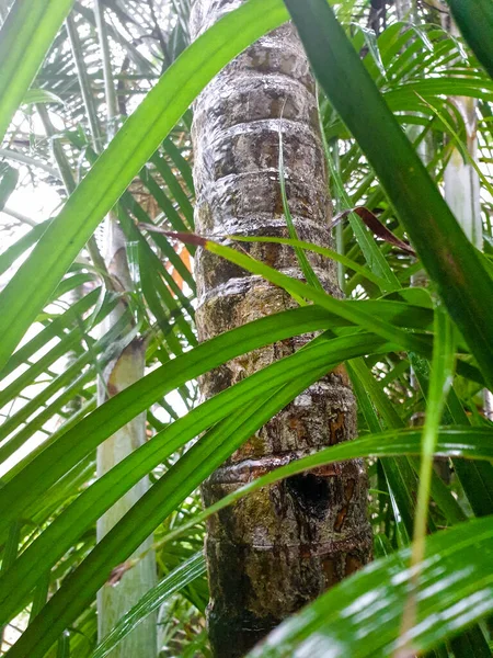 Imagen de primer plano de árboles húmedos en la selva después de la lluvia — Foto de Stock