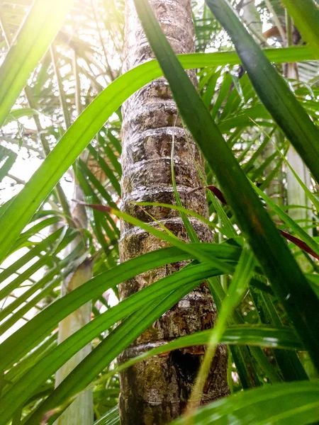 Image rapprochée du soleil qui brille dans la jungle après la pluie — Photo