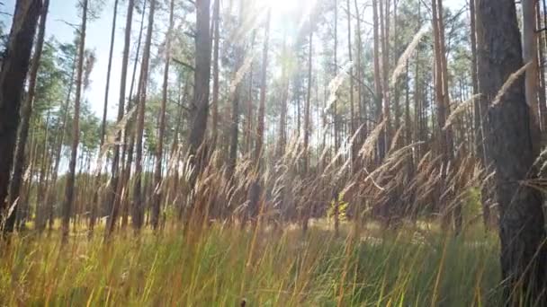 Closeup 4k video of high grass on meadow at forest waving under light wind at bright sunny day — Stockvideo
