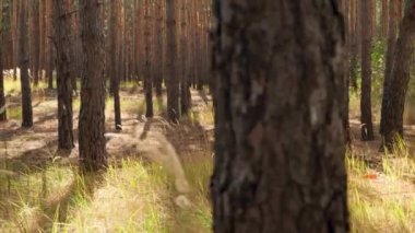 4k video of beautiful smiling woman hiking with backpack at autumn forest and looking on growing high fir trees
