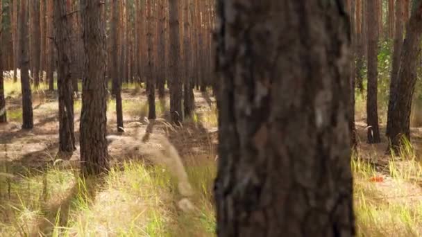 Vidéo 4k de belle femme souriante randonnée avec sac à dos à la forêt d'automne et regardant sur la croissance des sapins élevés 