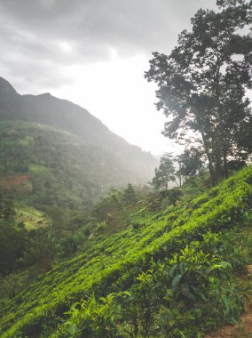 Yüksek dağlardaki çay tarlalarında yetişen çay çalılarının tonlu görüntüsü.