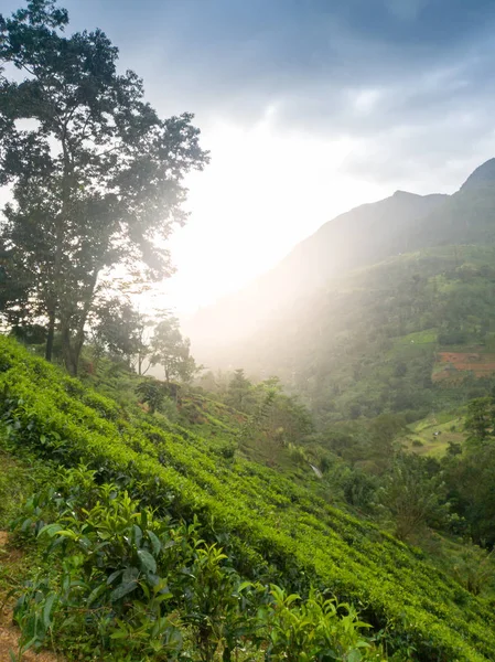 Bela paisagem da plantação de chá na encosta das montanhas no Sri Lanka — Fotografia de Stock