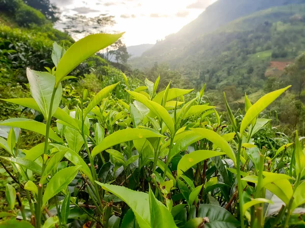 Imagen de primer plano de hojas de té verde jóvenes creciendo en arbustos en la plantación de té — Foto de Stock