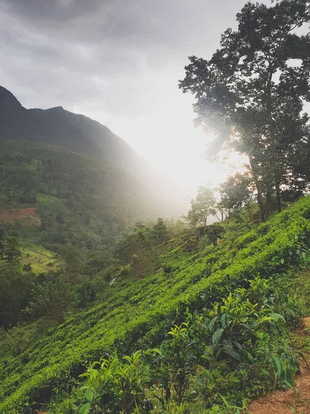 Bela imagem do pôr do sol sobre a plantação de chá no Sri LAnka — Fotografia de Stock