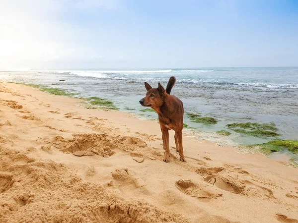 Lonely wild dog standing on the wet sand of ocean beach — Stock Photo, Image