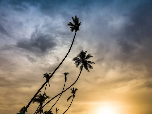 Silhouette de cocotiers élevés sur l'île tropicale contre le coucher du soleil — Photo