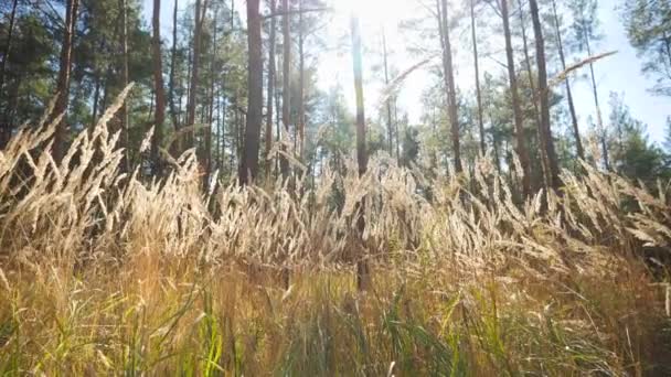 Vidéo 4k de caméra volant à travers l'herbe haute et regardant les cimes de sapin élevé et le ciel bleu à la forêt 