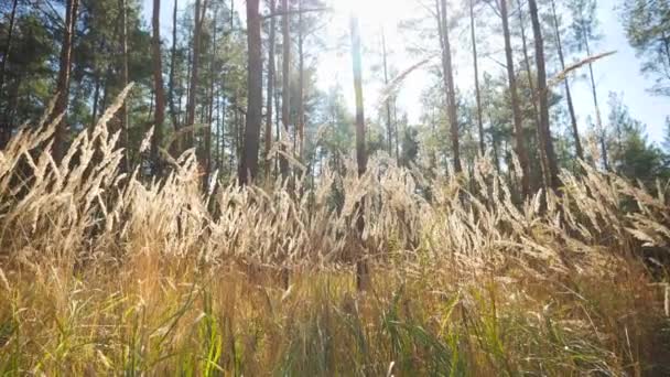 4k video of camera flying through tall grass and looking on high fir tree tops and blue sky at the forest — Wideo stockowe