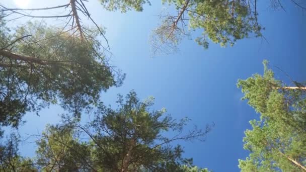 4k vídeo de câmera se movendo entre abetos altos e abetos na floresta e olhando para cima nos topos das árvores e céu azul — Vídeo de Stock