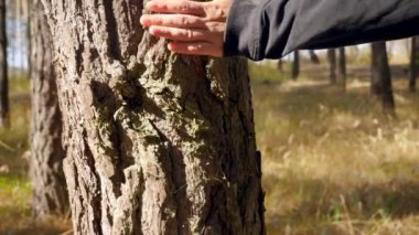 4k closeup video of young woman hiking in the forest with backpack and touching fir tree with hand