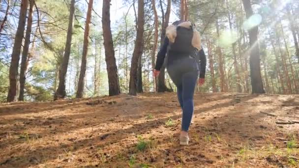 4k slow motion video of beautiful young woman with backpack hiking in forest and climbing up the hill — Stok video