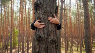 4k closeup video of young woman protecting nature standing behind tree in forest and hugging it