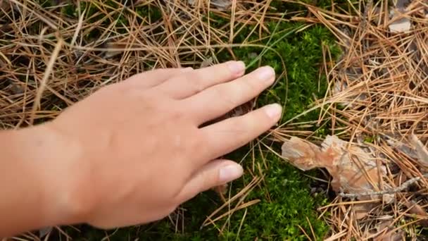 Close up 4k video of woman gently touching and moving her hand over fallen leaves and green moss growing on ground at forest — стоковое видео