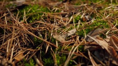 Macro dolly video of fresh green moss, fallen tree leaves and fir tree needles lying on ground in the forest