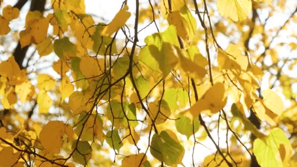 Крупним планом 4k відео жовтого і червоного листя, що ширяють на вітрі проти яскравого осіннього сонця в парку. Красивий абстрактний фон або фон — стокове відео