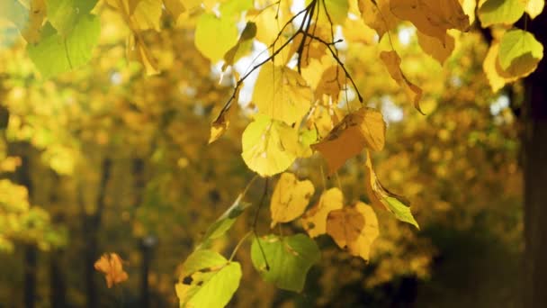 Primo piano filmato al rallentatore di foglie di albero giallo, rosso e dorato che cadono lentamente a terra nel parco autunnale. Bellissimo sfondo astratto o sfondo — Video Stock