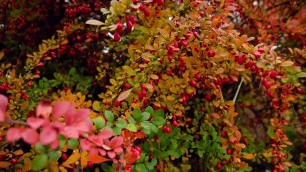 Closeup 4k footage of beautiful bushes with red and green leves and berries. Abstract autumn background or backdrop — Stock video