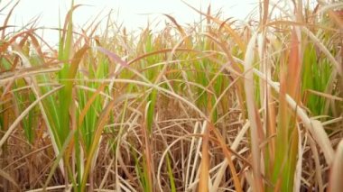 4k footage of camera slowly moving between and flying above dry corn field ar sugar cane at autumn
