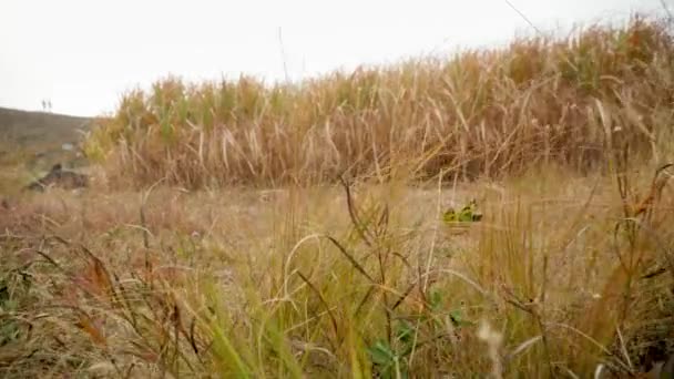 4k footage of camera moving between high dry grass on field — Stock videók