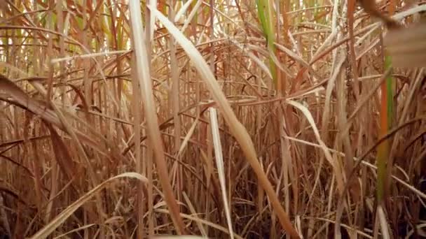 Vidéo 4k de la caméra se déplaçant lentement entre l'herbe haute et les tiges de maïs sec sur le terrain — Video