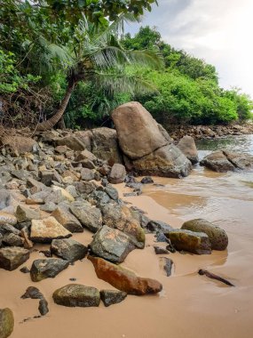 Plajda palmiyeler ve kayalar olan tropikal okyanus gölünün güzel manzarası