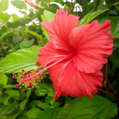 Tropikal adada yetişen kırmızı amber çiçeği.