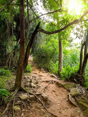 Ormanda dağ yamacında büyüyen dar yol.