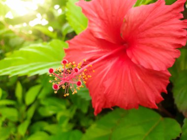 Tropik orman ormanlarında yetişen güzel kırmızı amber çiçeğinin yakın plan görüntüsü.