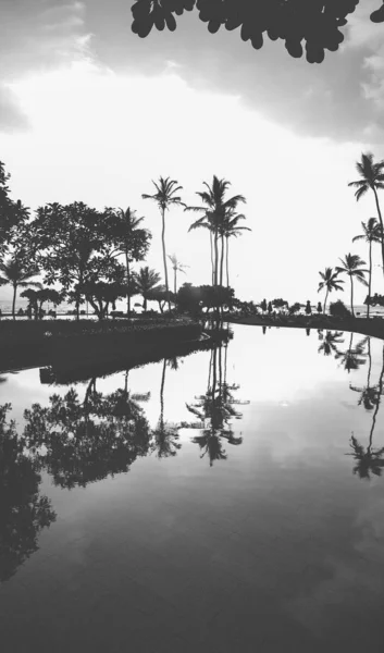 Zwart-wit palmsilhouet aan de rand van het zwembad bij zonsondergang — Stockfoto