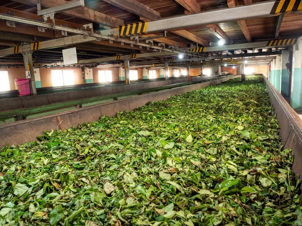 Interior of old tea factory. Green tea leaves drying and fermenting