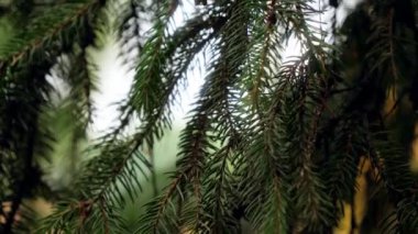 Closeup 4k video of beautiful green needles on fir tree branch at spruce forest