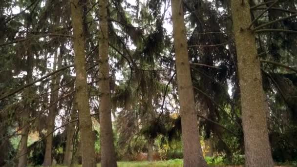 4k відеокамера, що рухається між високими ялинками в лісі і дивиться вгору в небо — стокове відео