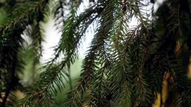 Gros plan vidéo 4k de belles aiguilles vertes sur branche de sapin à la forêt d'épinette 