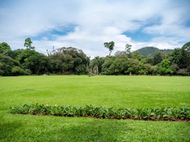 Tropikal adanın parkındaki büyük yeşil çimlerin güzel görüntüsü