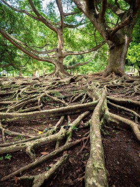 Botanik bahçesinin zeminini kaplayan kalın ağaç troçlarının yakın plan görüntüsü