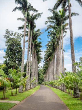 Dar yollarda yetişen yüksek tropik palmiyelerin güzel manzarası