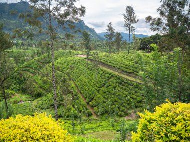 Yüksek dağların manzarası ve yamaçlardaki çay çiftliği.