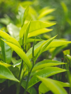 Çay çiftliğindeki yeşil çayın üst yapraklarının yakın görüntüsü.