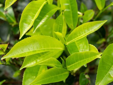 Çay tarlasında toplanmaya hazır çay yapraklarının makro görüntüsü.