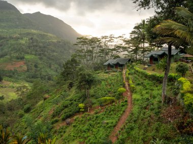 Orman ormanlarıyla kaplı güzel dağ manzarası ve küçük ahşap evleri olan çay tarlaları.
