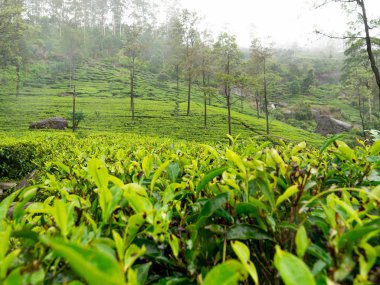 Sabahın erken saatlerinde sisle kaplı dağ yamacındaki dağlık çay tarlalarının güzel manzarası.