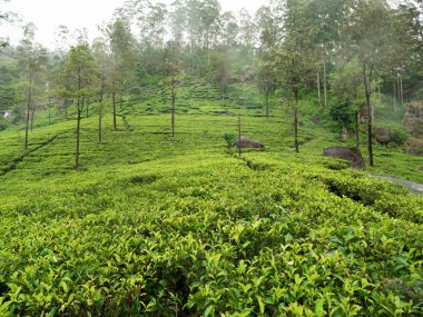 Sri Lanka 'daki dağları kaplayan güzel çay tarlaları